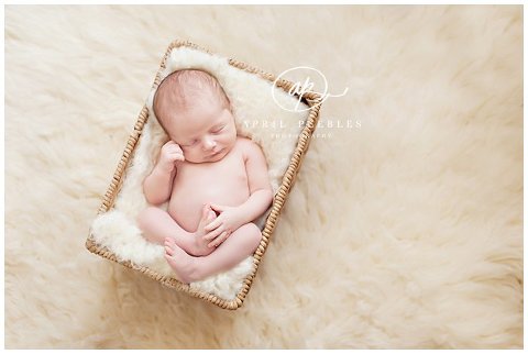 jacksonville newborn photographer 32003